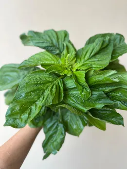 Amaranth