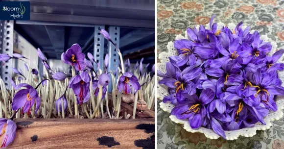 saffron farming