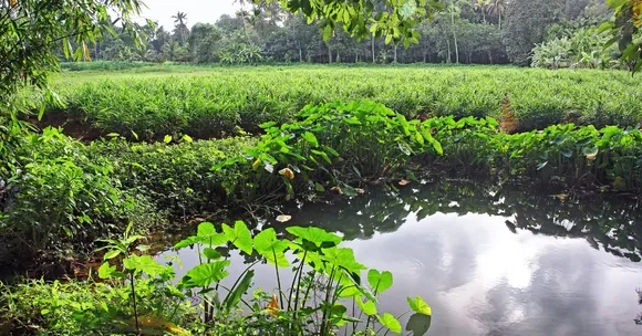 Rainwater harvesting, livestock integration, and multi-layer cropping are building long-term resilience in Jharkhand farms.