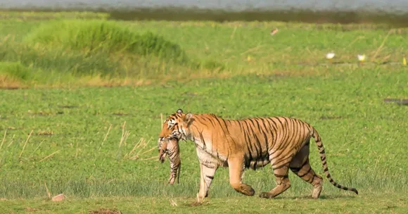 Chhattisgarh's tiger population has risen from just 17 in 2022 to 35