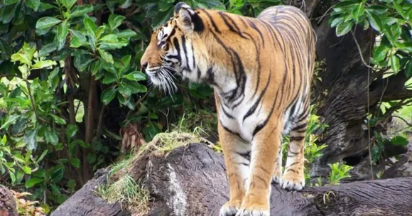Plans are in motion to reintroduce tigers into other protected areas that have seen their populations decline over the years