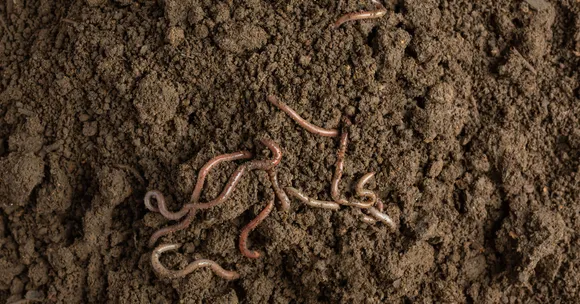 Earthworms returned to fields after just one Kharif season of regenerative farming in Gumla district.