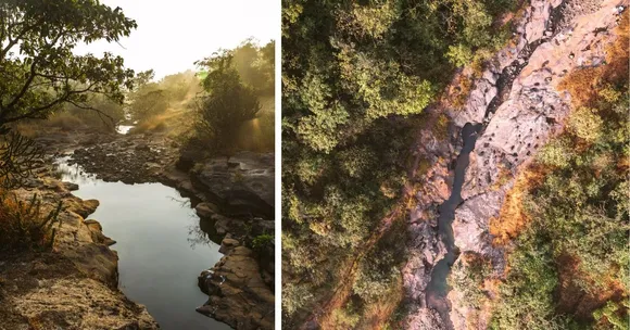 The property has thousands of trees and plant species, including trees native to the Northern Western Ghats such as Dhup, Anjani and Satwin
