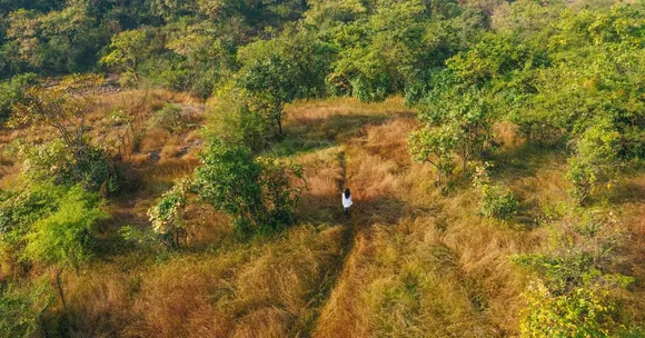 Ecological surveys were conducted to understand the habitats that these sacred groves supported with respect to the mammals, birds and reptiles.