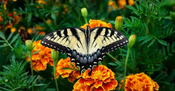 natural butterfly garden guide
