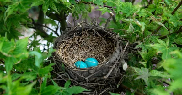 natural butterfly garden guide