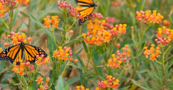 natural butterfly garden guide