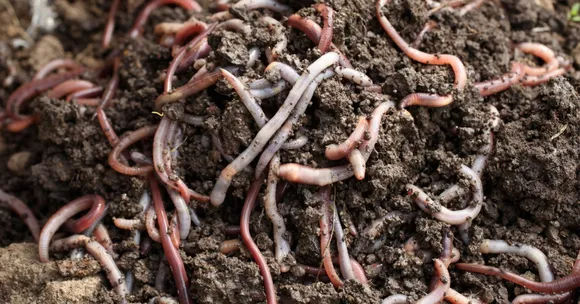 natural soil recharge after monsoon