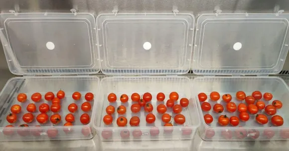 After tomatoes are wrapped in these innovative films, their lifespan extends by days or even weeks.
