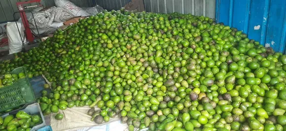 Fresh Harvest of Avocados