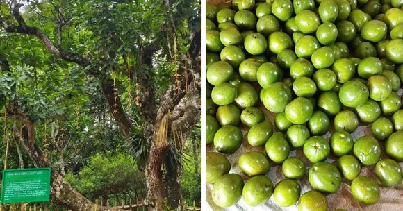 Ambalavayal avocado Kerala