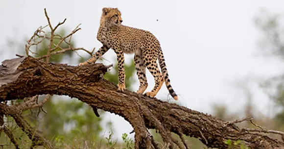 cheetah safari India