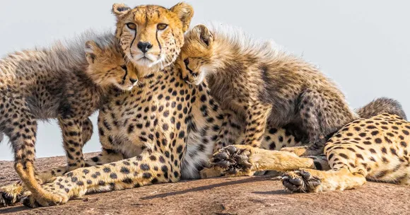 cheetah safari India