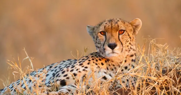 cheetah safari India
