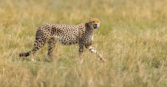 cheetah safari India