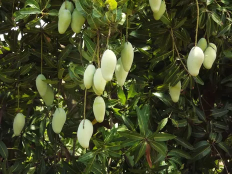 Amrutam Mango hanging from tree