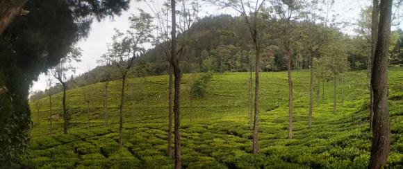 Nilgiris