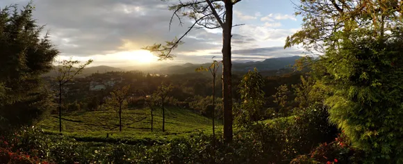 Nilgiri estate