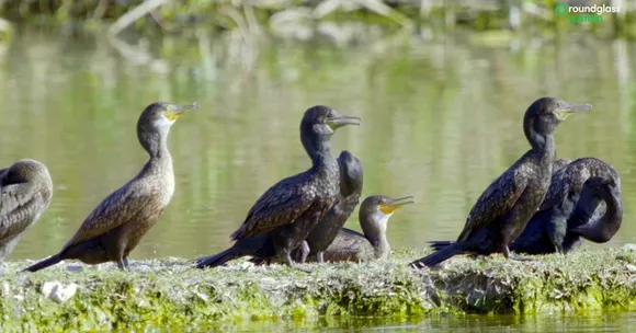 bird conservation menar