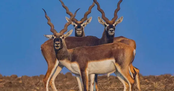 Blackbuck return Barnawapara Sanctuary
