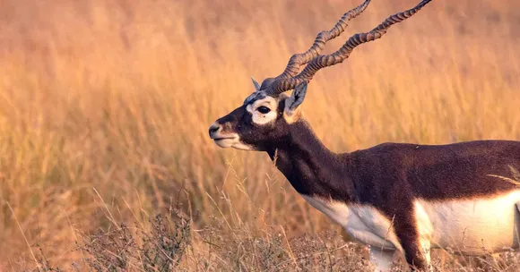 Blackbuck return Barnawapara Sanctuary