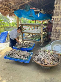 Eri silk rearing process