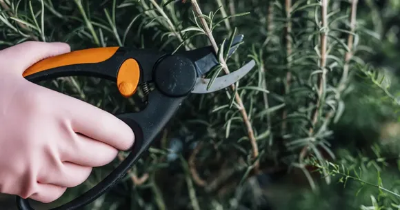 October pruning tips