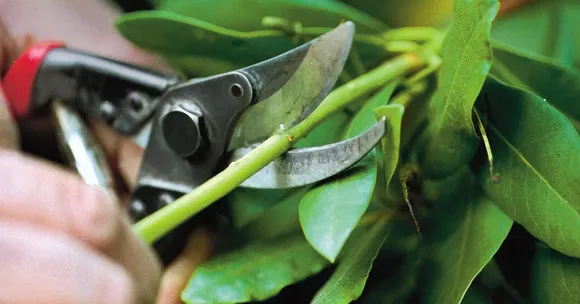 October pruning tips