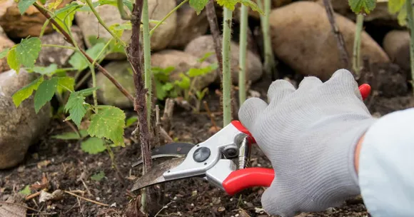 October pruning tips