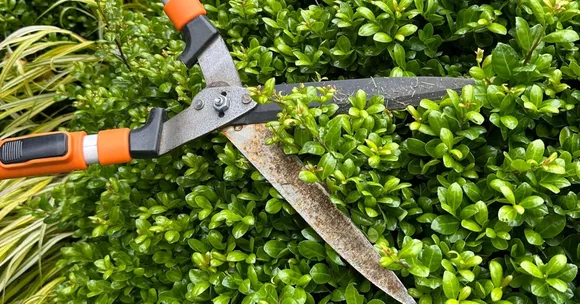 October pruning tips