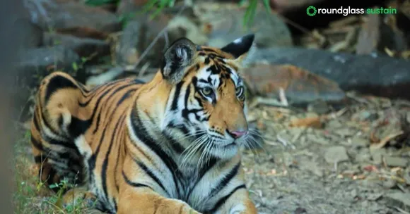 wildlife conservation (2)