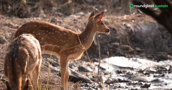 wildlife conservation (3)