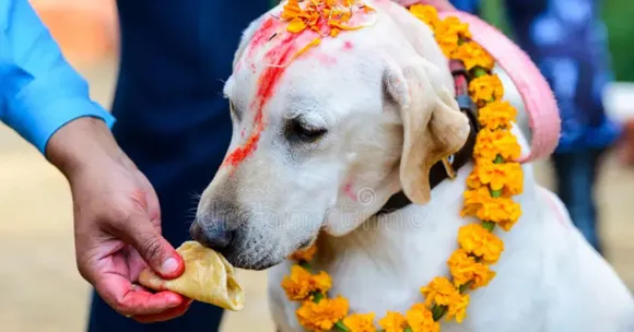In Sikkim and parts of Bengal, people honour dogs, cows, and even crows with garlands and gratitude during Tihar.