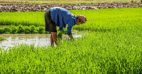 Harvesting kharif crops
