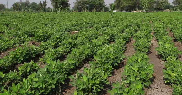 Harvesting kharif crops