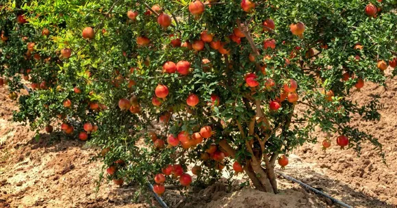 harvesting and storing autumn crops