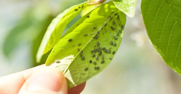 harvesting and storing autumn crops