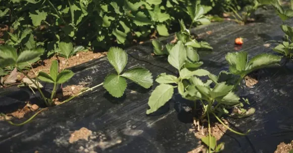 leaf mulching healthy garden