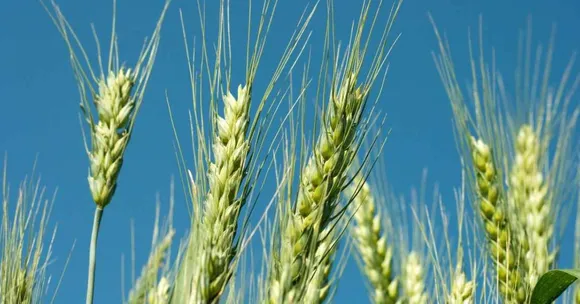 rabi season wheat sowing guide