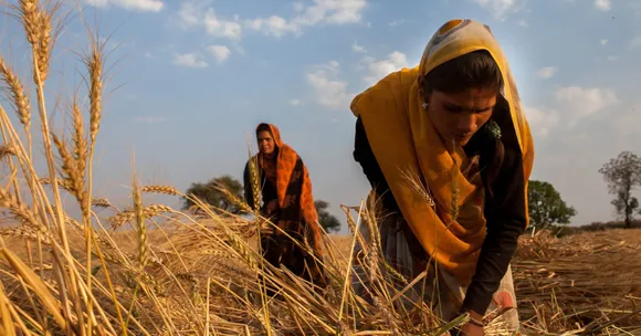 rabi season wheat sowing guide