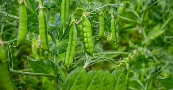 Sowing peas and beans