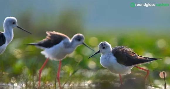 wildlife conservation