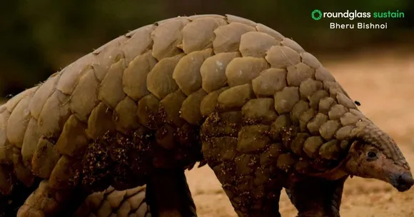 wildlife conservation (4)