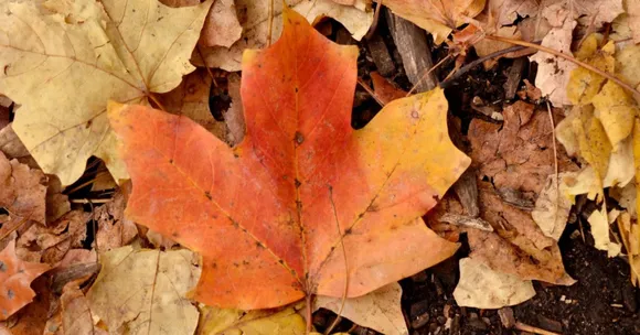 children’s autumn nature projects