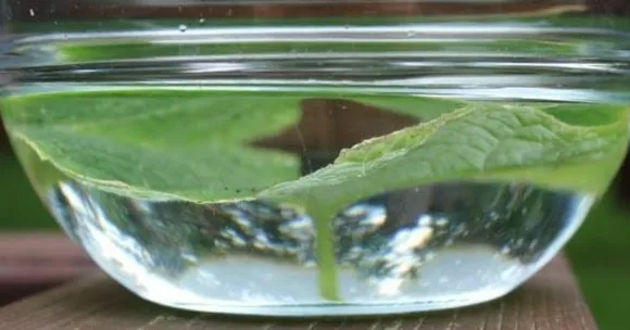 children’s autumn nature projects