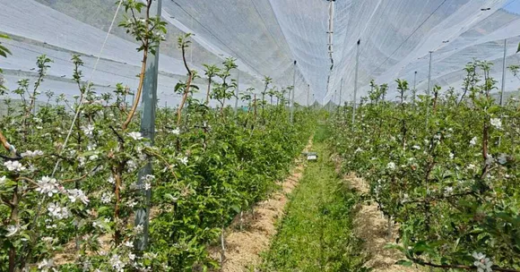 organic apple farming
