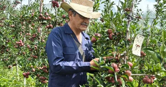 organic apple farming