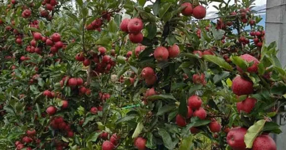 organic apple farming