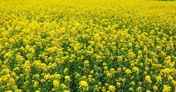 Mustard farming tips