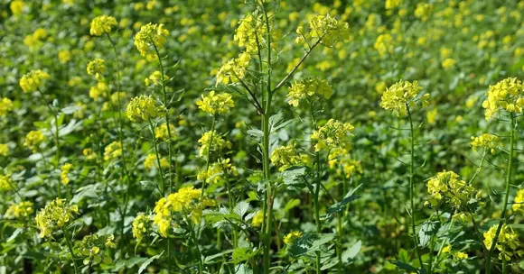 Mustard farming tips